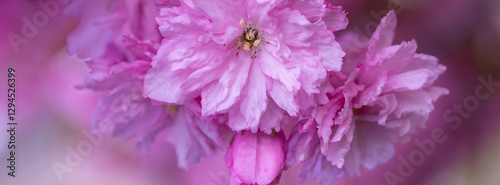 Obraz na płótnie Close-Up of Pink Cherry Blossom Sakura Flowers in Bloom w salonie