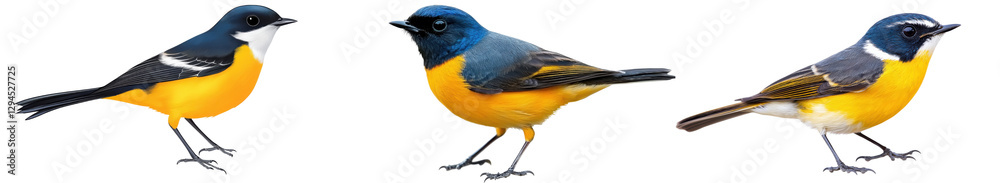 Fototapeta premium Set of Blue fronted Redstart bird isolated on white background