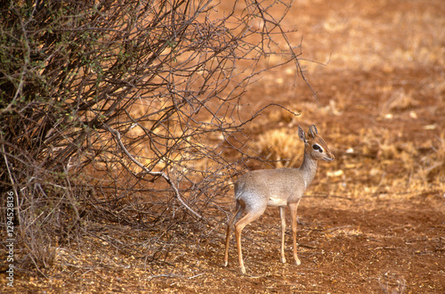 Dik dik de Kirk, Madoqua kirkii, Afrique de l'Est