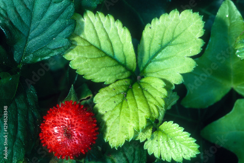 Potentilis sterilis, Faux fraisier