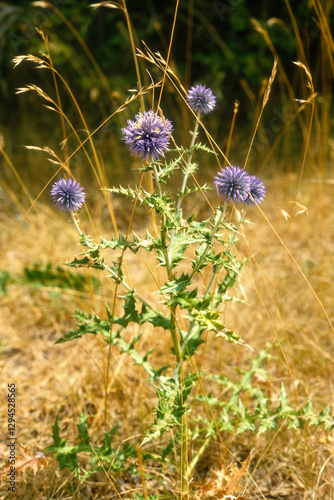 Echinops sphaerocephalus , Echinops à tête ronde photo