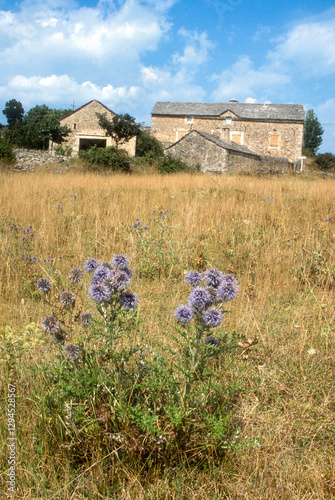 Echinops sphaerocephalus , Echinops à tête ronde, Plateau du Larzac, Parc naturel régional des Grands Causses, 12, Aveyron, France photo