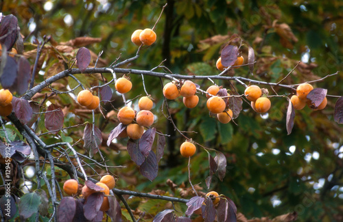 Fototapeta Naklejka Na Ścianę i Meble -  Diosporos chinensis , Kaki