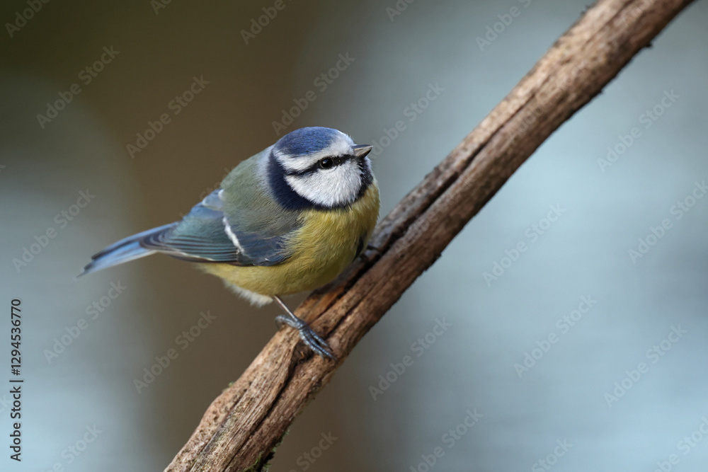 Obraz premium Eurasian Blue Tit (Cyanistes caeruleus) perching on a branch