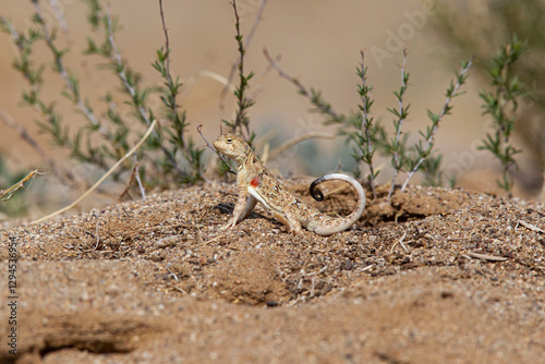 Canvastavla Male tuva toad-head agama (phrynocephalus versicolor) shows its red armpits, fou