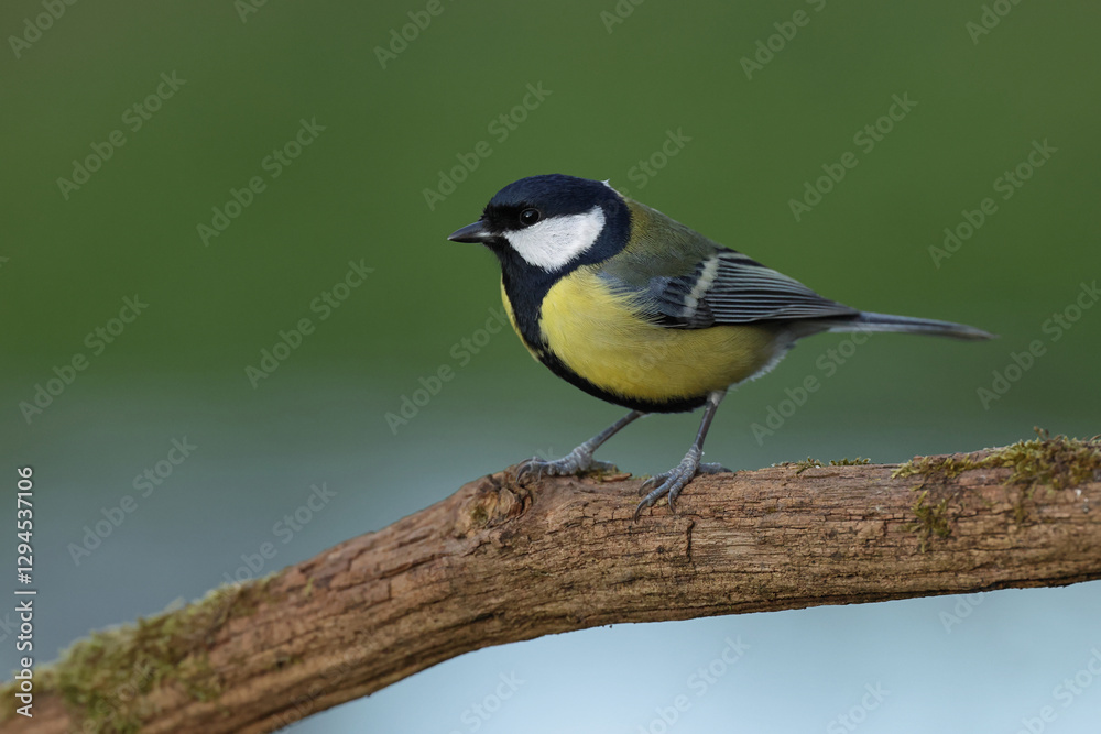 Fototapeta premium Adult male Eurasian Great Tit (Parus major) perching on a branch