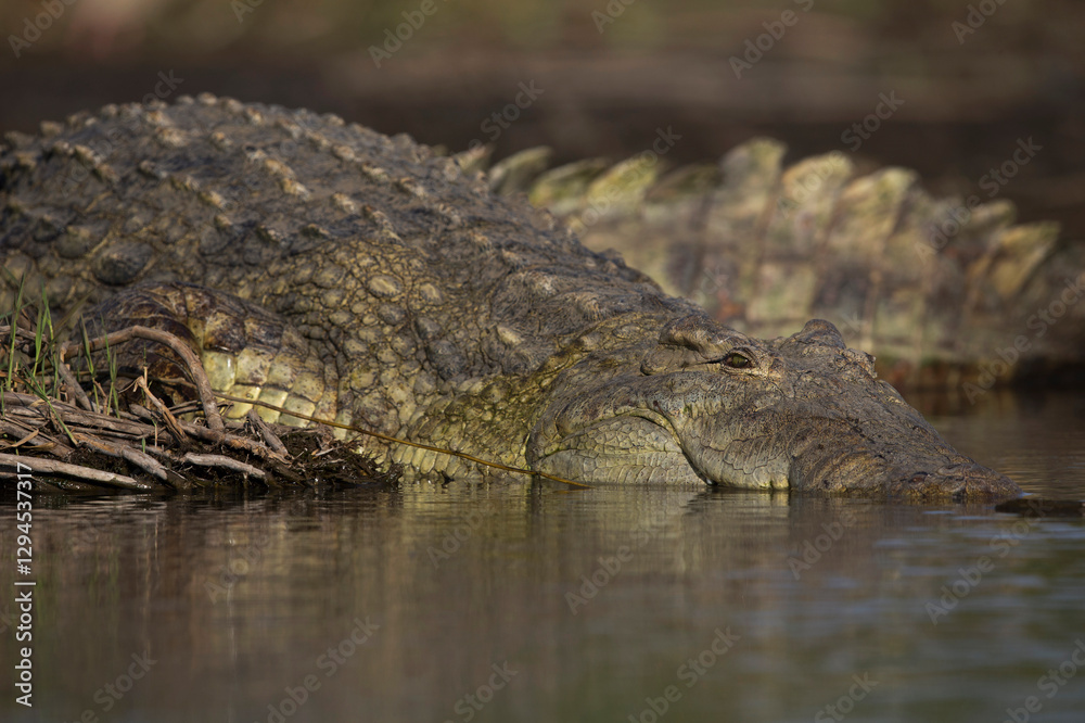 Obraz premium Portrait of a Nile crocodile (Crocodylus niloticus) at Lake Chamo in Ethiopia