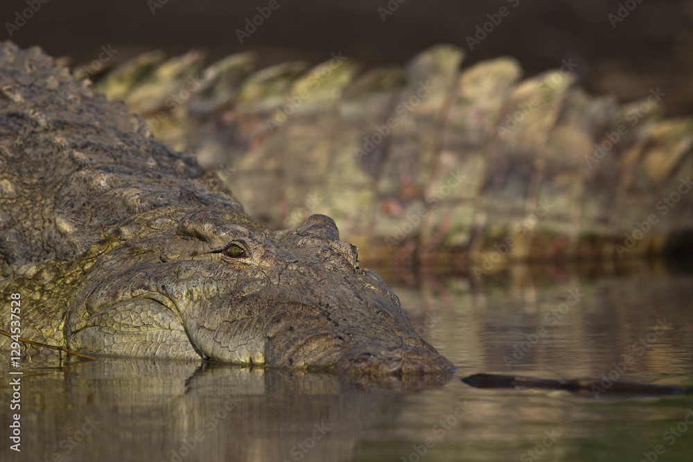 Obraz premium Portrait of a Nile crocodile (Crocodylus niloticus) at Lake Chamo in Ethiopia
