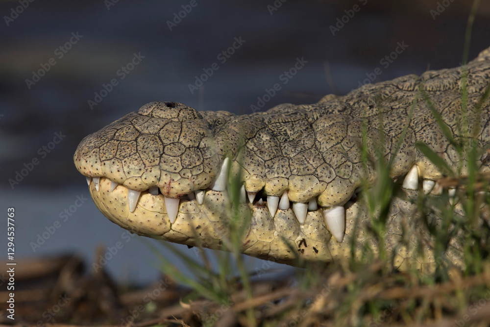 Fototapeta premium Closeup of the scales of a Nile crocodile (Crocodylus niloticus) at Lake Chamo in Ethiopa
