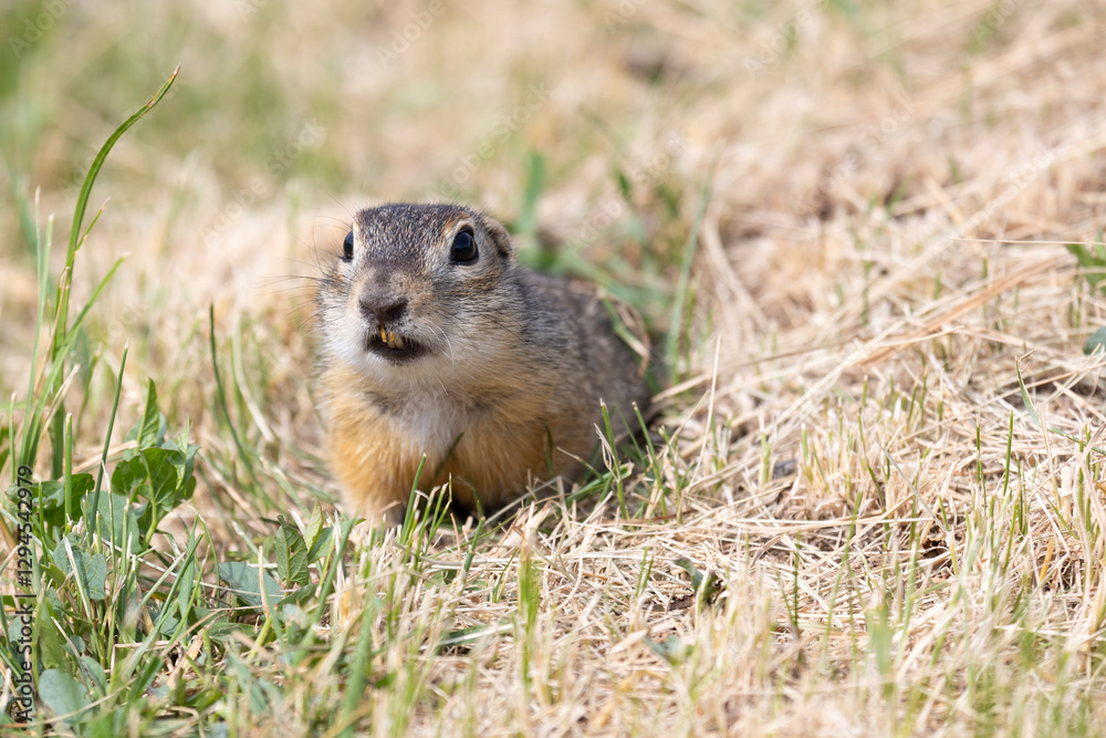 Gopher stands in the grass on a summer day close up Gopher stands in the grass on a summer day close up