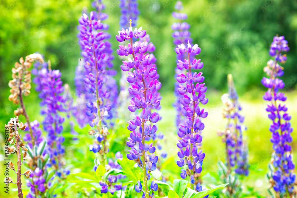 Obraz premium Blooming blue lupine on a background of greenery