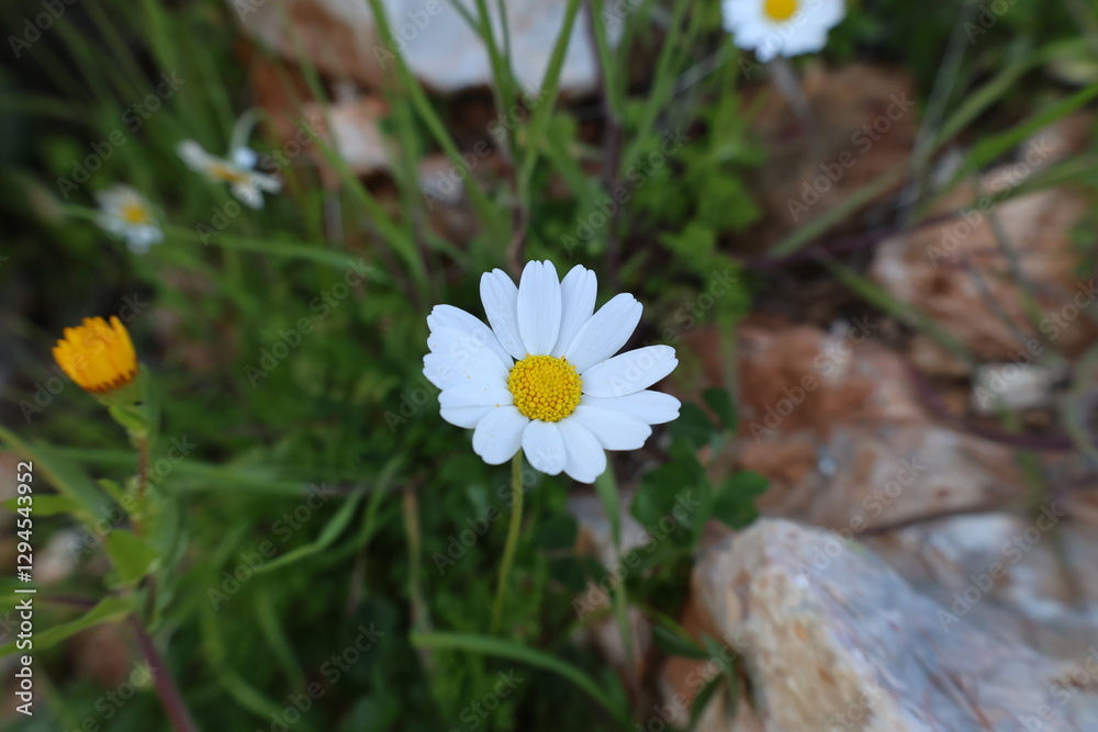 Field daisies outdoors. High quality photo Field daisies outdoors. High quality photo