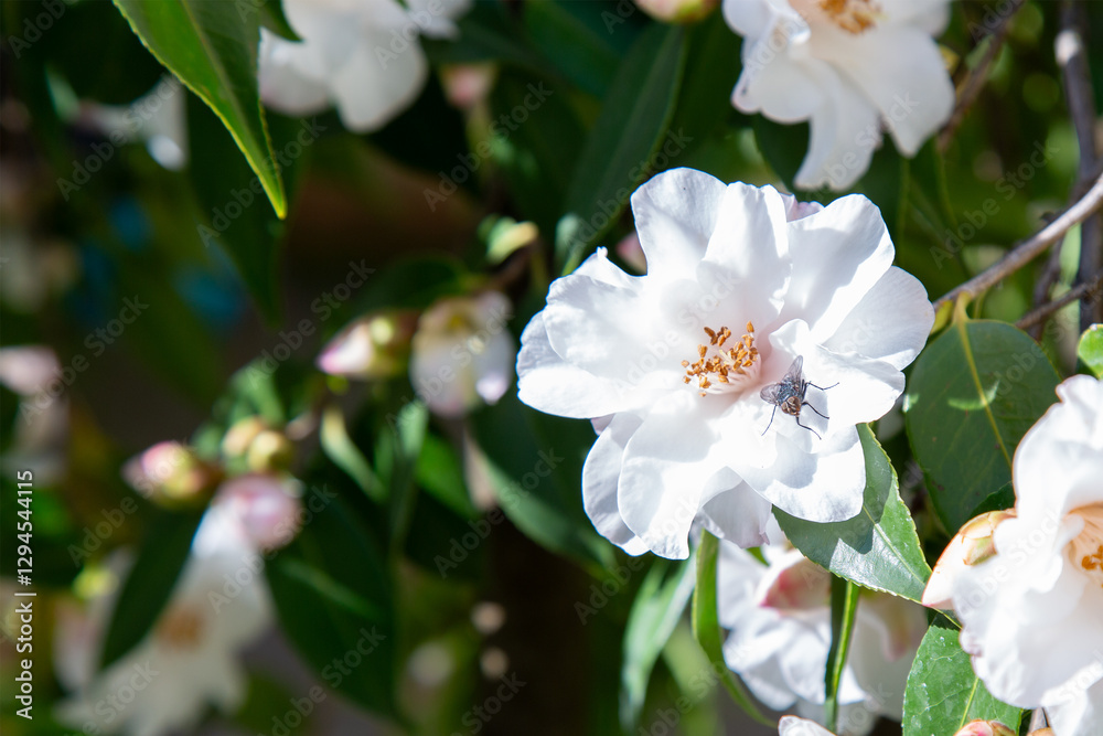 A detailed closeup of a beautiful white flower featuring a yellow center A detailed closeup of a beautiful white flower featuring a yellow center