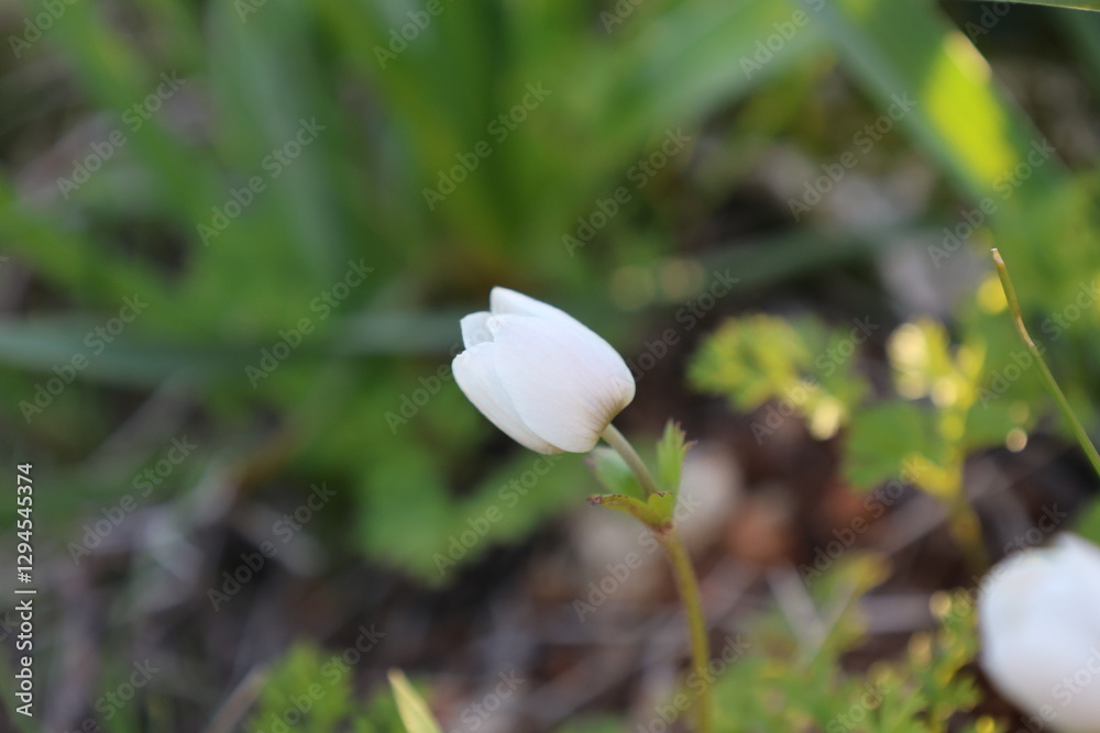White flower bloom. High quality photo White flower bloom. High quality photo