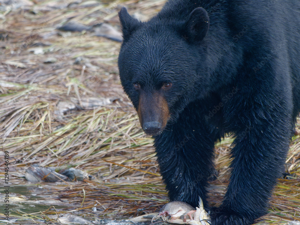 Fototapeta premium Close-up photo of a Black Bear standing by the shore next to a dead salmon fish at the Solomon Gulch Hatchery, Valdez, Alaska, USA