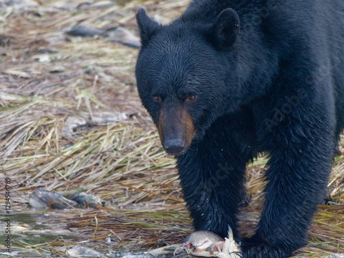 Close-up photo of a Black Bear standing by the shore next to a dead salmon fish at the Solomon Gulch Hatchery, Valdez, Alaska, USA photo