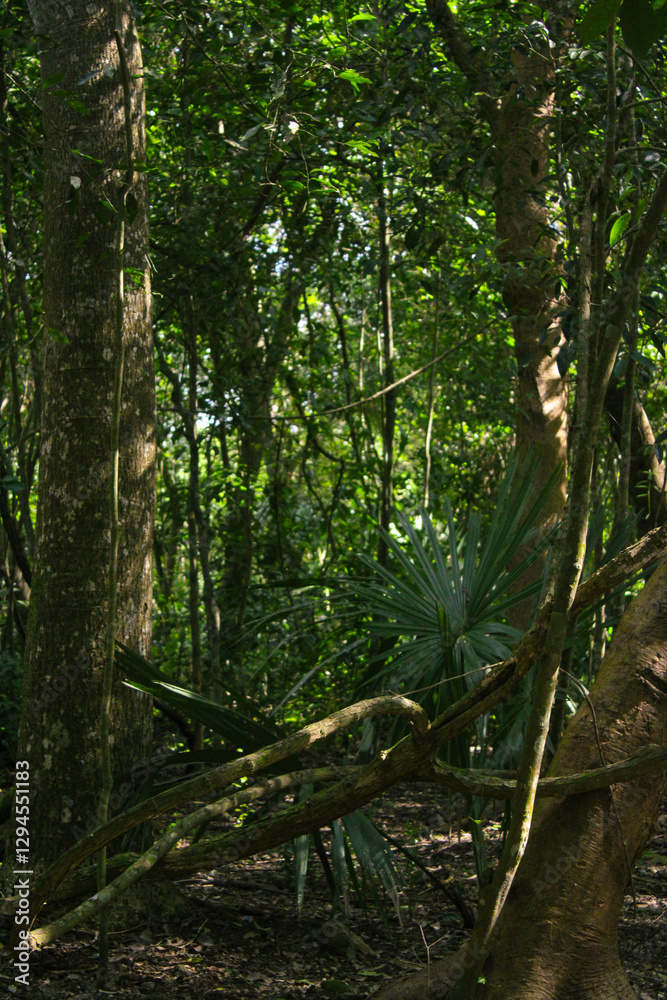 Fototapeta premium Archeological site, jungle, Mexico, Tulum