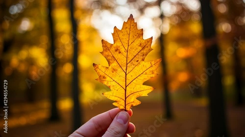 A hand holding an autumn oak leaf. Autumn vibe in forest or city park