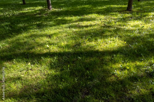 beautiful fresh grass in bright sunlight photo