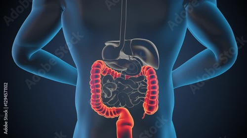 Anatomy of human colon with digestive organs