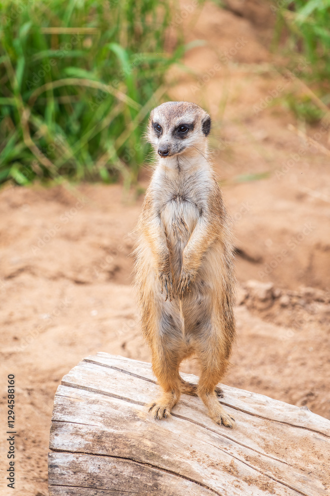 Meerkat, Suricata suricatta, on hind legs. Portrait of meerkat standing on hind legs with alert expression. Portrait of a funny meerkat sitting on its hind legs. Meerkat, Suricata suricatta, on hind legs. Portrait of meerkat standing on hind legs with alert expression. Portrait of a funny meerkat sitting on its hind legs.