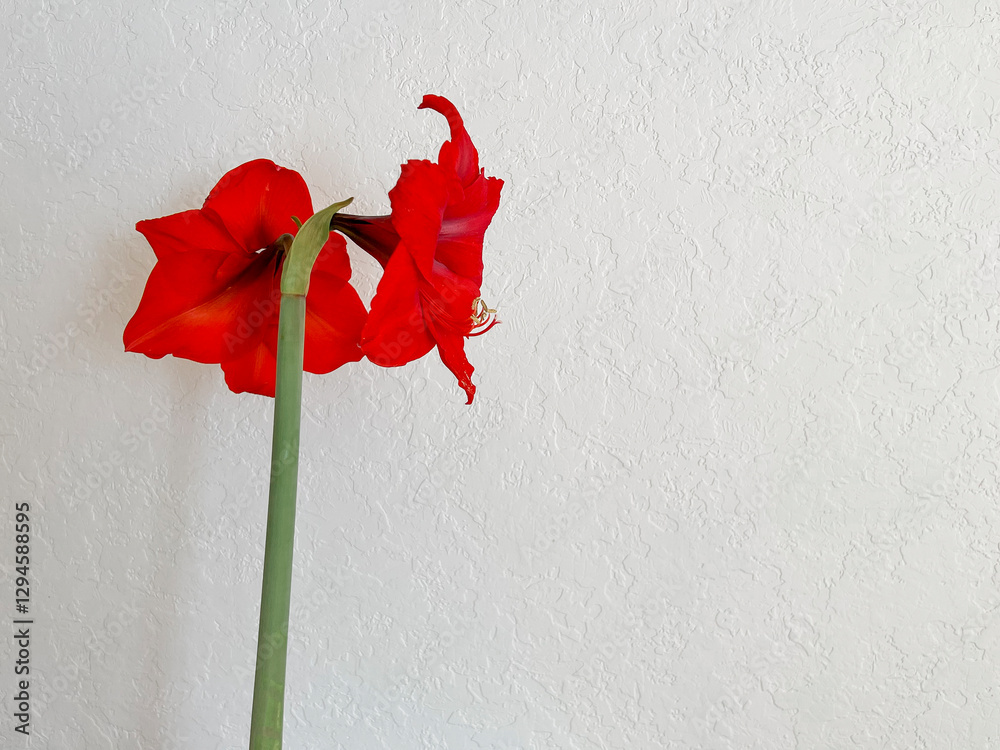 Hippeastrum blooming with red flowers on a light white background. Minimalism
