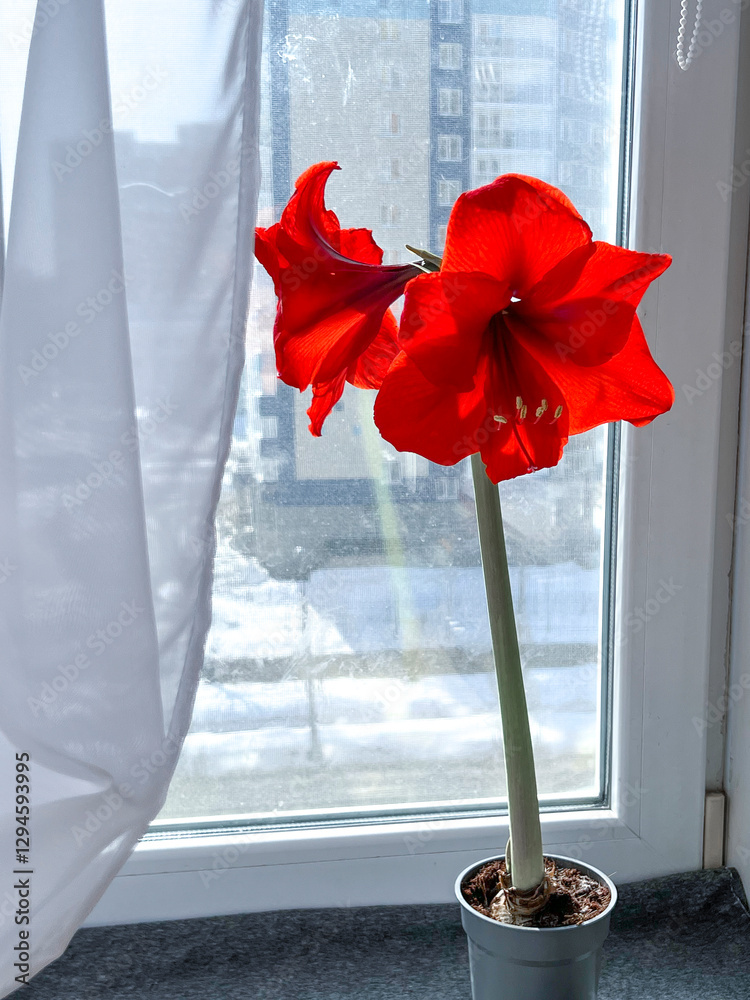 Hippeastrum indoor flower blooming with red flowers on the windowsill