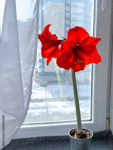 Hippeastrum indoor flower blooming with red flowers on the windowsill