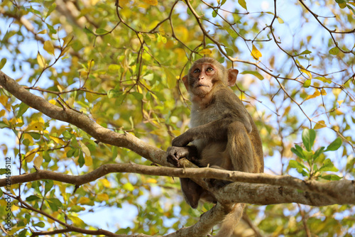 Wild Rhesus macaque sitting on a tree branch in tropical forest