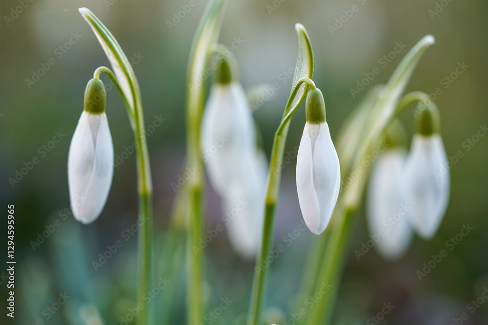 Delicate snowdrop flowers with white petals hang gracefully from their slender green stems against a soft, blurred background Delicate snowdrop flowers with white petals hang gracefully from their slender green stems against a soft, blurred background
