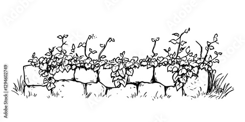 old stone wall with creeping ivy plants vector doodle black sketch illustration