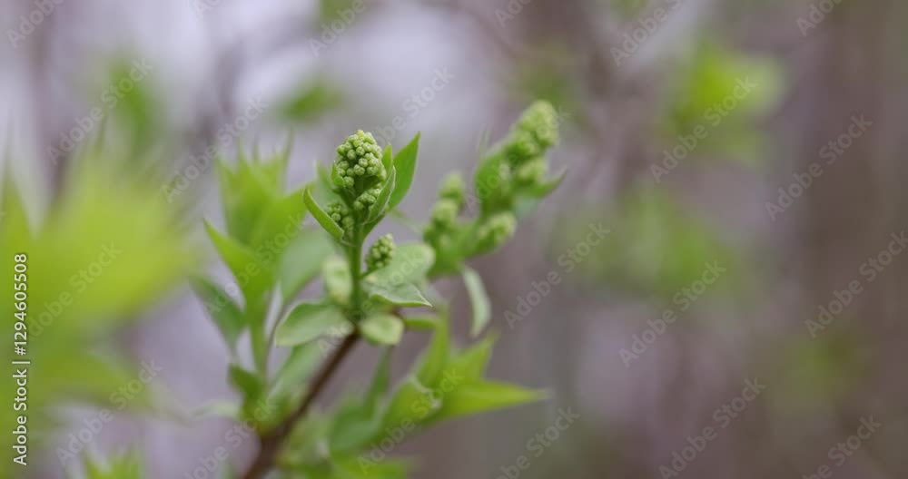 Close-up of fresh green buds emerging on a tree branch, signaling the arrival of early spring. Close-up of fresh green buds emerging on a tree branch, signaling the arrival of early spring.