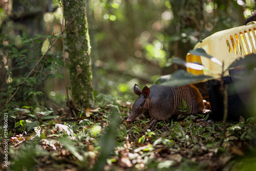 Wild animals free in the forest