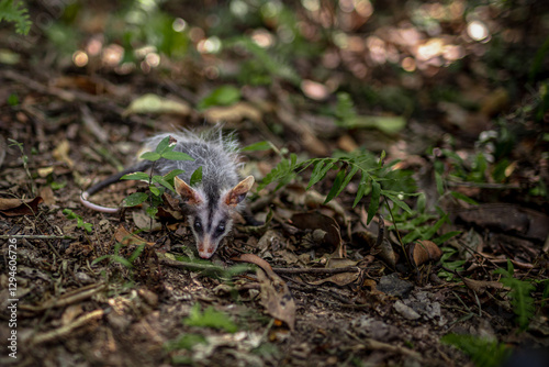 Wild animals free in the forest