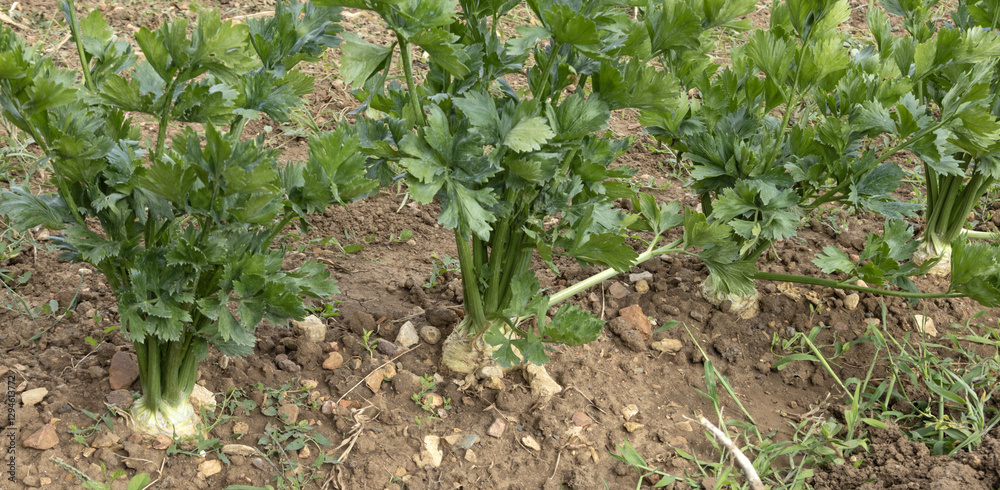 custom made wallpaper toronto digitalCéleri-rave	