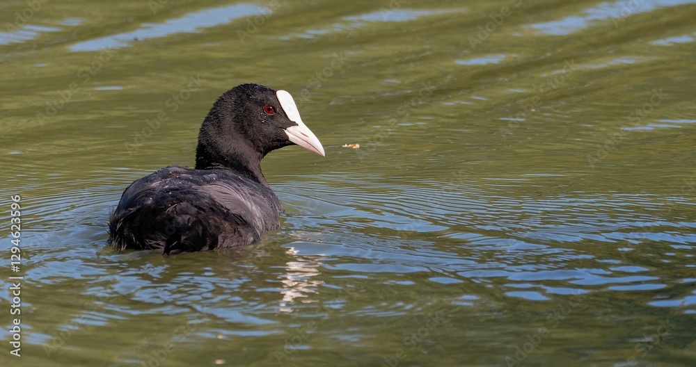 The Eurasian coot, fulica atra, in the wild