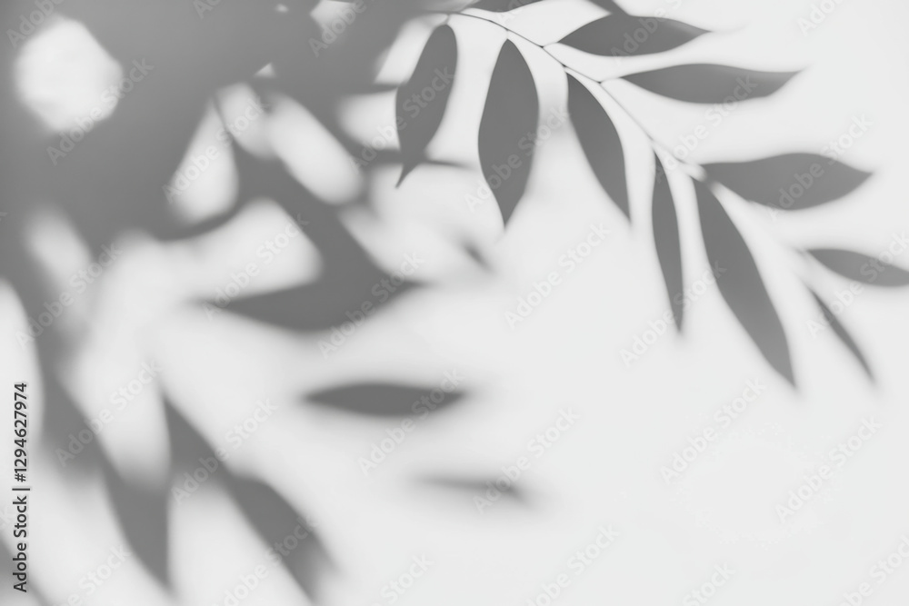Obraz premium Abstract natural tree leaves shadow on white wall background