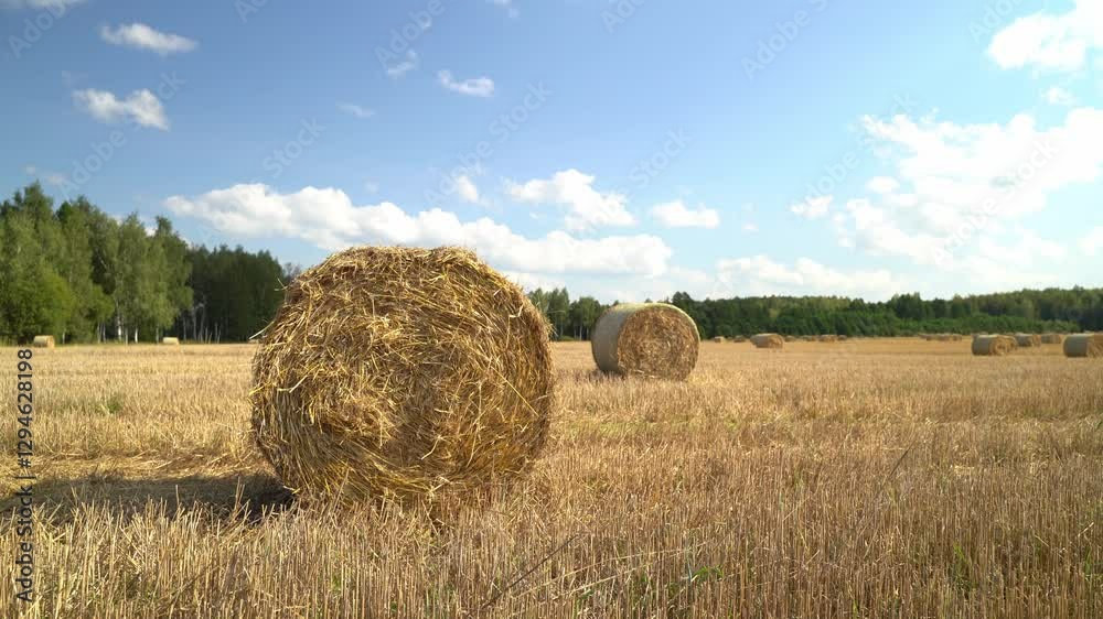 Hay circles in the field before harvesting hay Hay circles in the field before harvesting hay