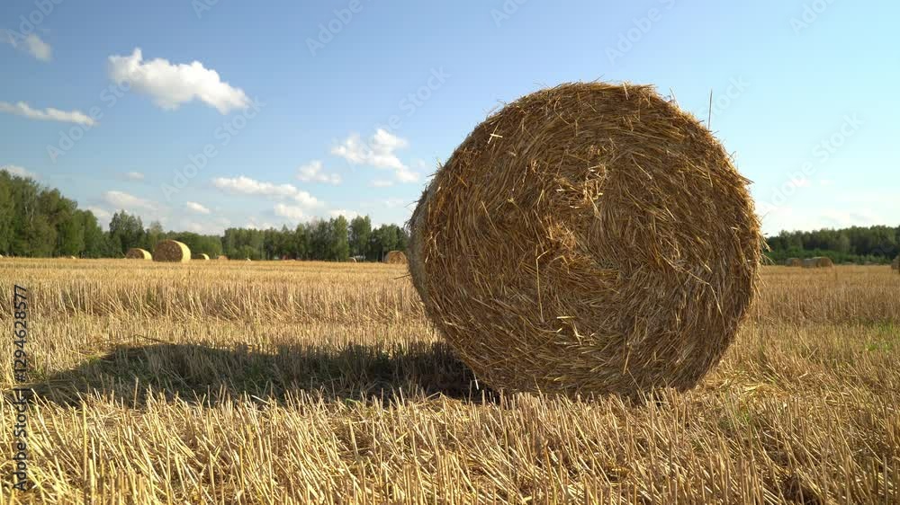 Hay circles in the field before harvesting hay Hay circles in the field before harvesting hay