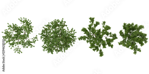 3d illustration of Sweet Cherry trees on transparent background from top view