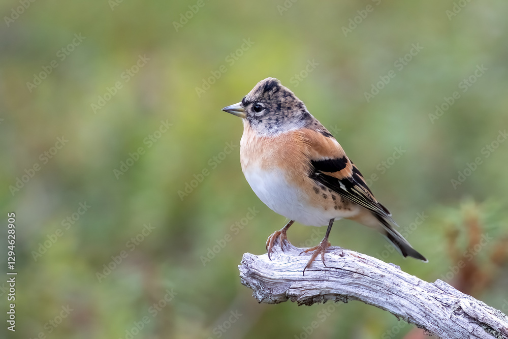 Fototapeta premium Brambling