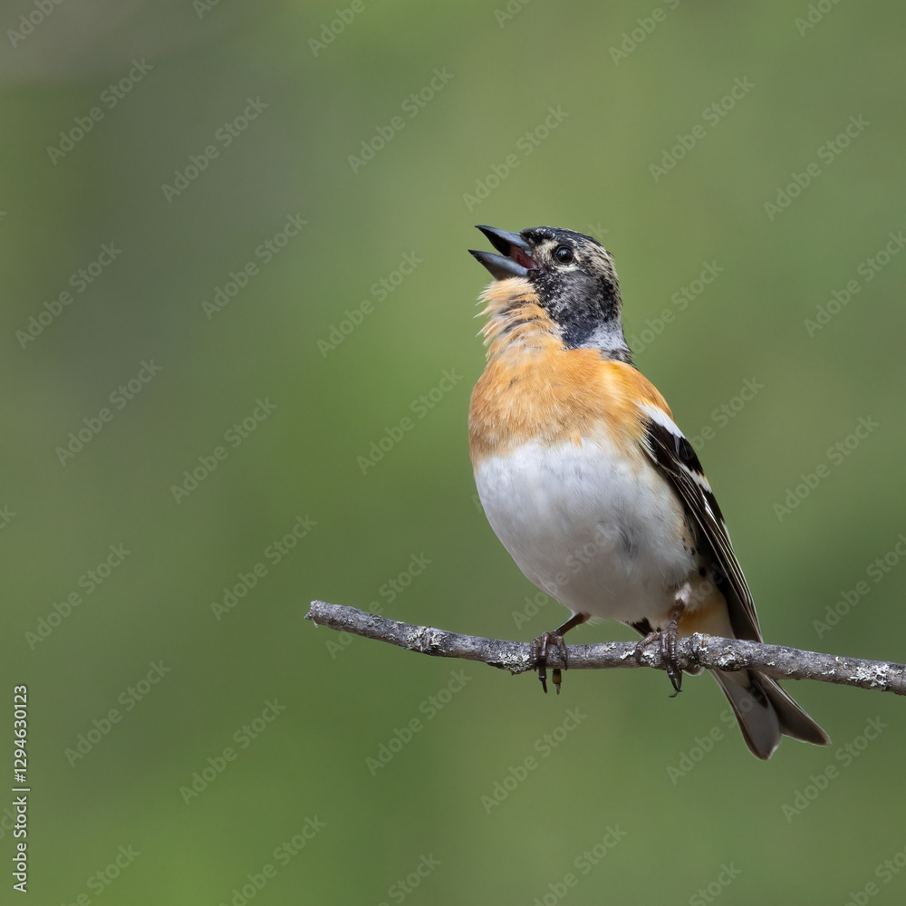 Brambling Brambling