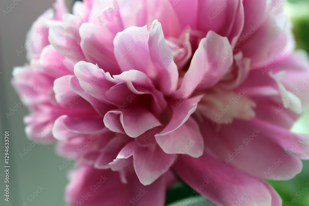 Fototapeta premium Pink peony in close-up showcasing delicate petals and intricate details during spring season