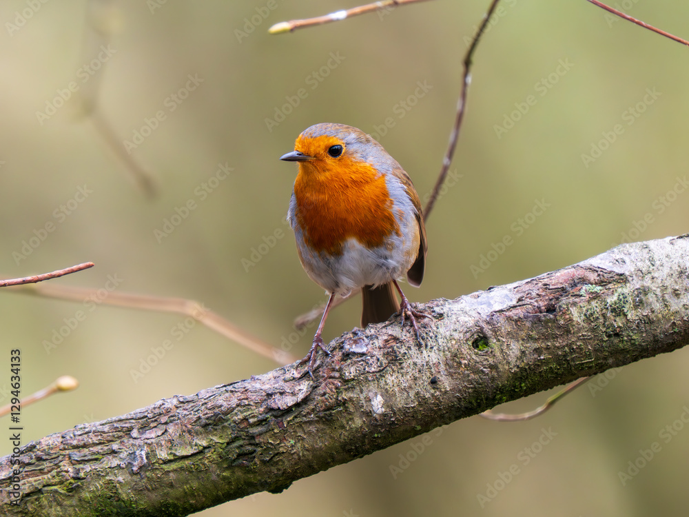 Robin Perched on a Branch