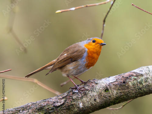 Obraz na płótnie Robin Perched on a Branch w salonie