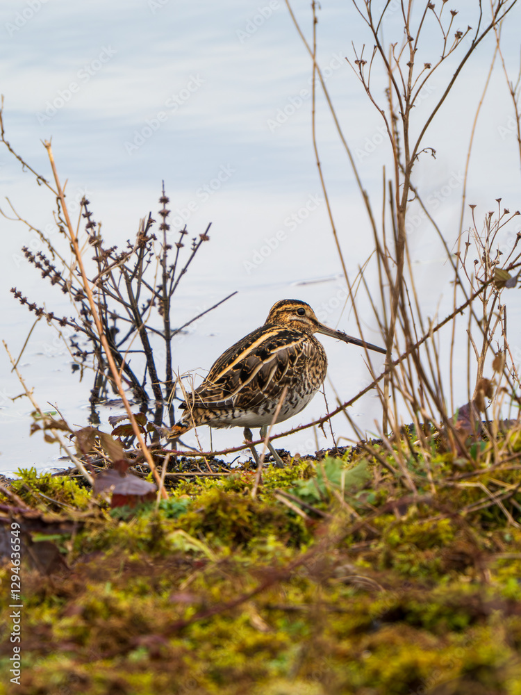 Common Snipe on an Edge of a Lake