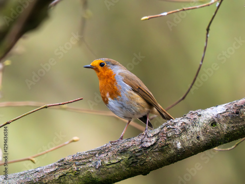 Obraz na płótnie Robin Perched on a Branch w salonie