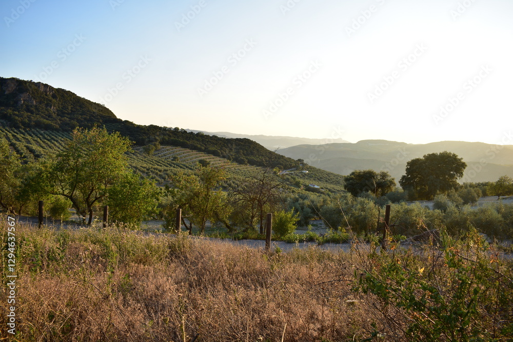 Fototapeta premium andalucian countryside summer