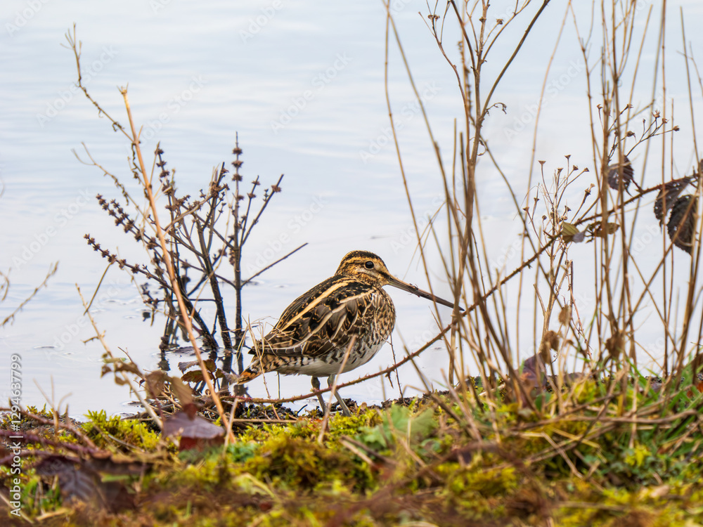 Common Snipe on an Edge of a Lake