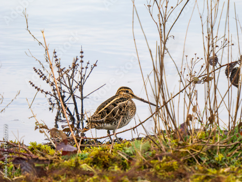 Obraz na płótnie Common Snipe on an Edge of a Lake w salonie